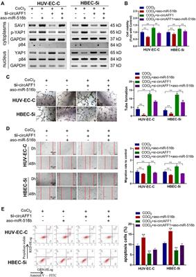 Corrigendum: CircAFF1 aggravates vascular endothelial cell dysfunction mediated by miR-516b/SAV1/YAP1 axis